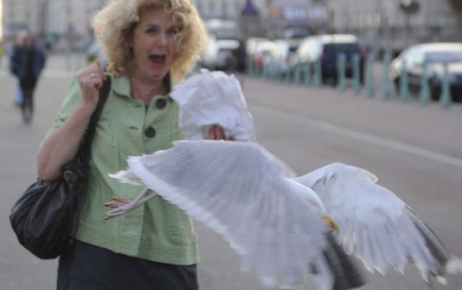 Bird surprise learning